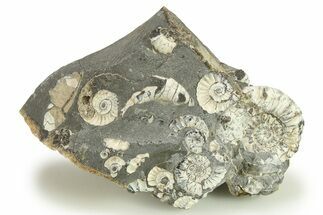 Ammonite (Promicroceras) Cluster - Marston Magna, England #282017