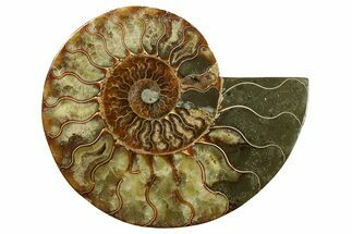Cut & Polished Ammonite Fossil (Half) - Madagascar #282580