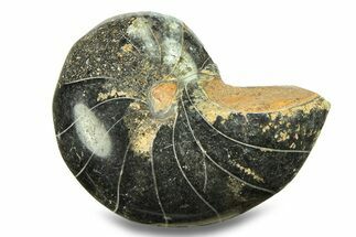 Polished Fossil Nautilus (Cymatoceras) - Unusual Black Color! #282456