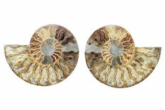 Cut & Polished, Crystal-Filled Ammonite Fossil - Madagascar #282594