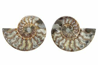 Cut & Polished, Crystal-Filled Ammonite Fossil - Madagascar #282635