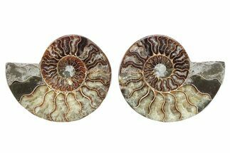 Cut & Polished, Crystal-Filled Ammonite Fossil - Madagascar #282636