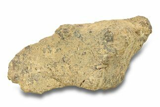 Gold Basin Chondrite Meteorite (g) - Arizona #282783
