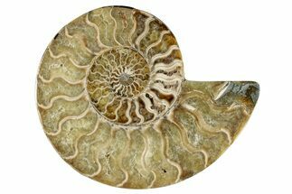 Cut & Polished Ammonite Fossil (Half) - Madagascar #282624