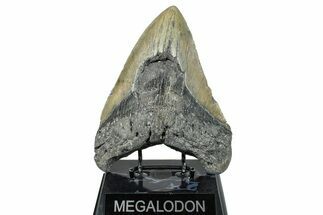 Bargain, Fossil Megalodon Tooth - North Carolina #275549