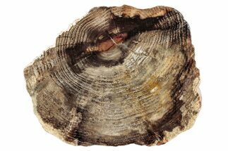 Polished Petrified Wood Round - McDermitt, Oregon #282962