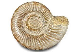 Polished Jurassic Ammonite (Perisphinctes) - Madagascar #283196