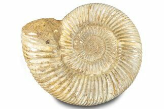 Polished Jurassic Ammonite (Perisphinctes) - Madagascar #283199