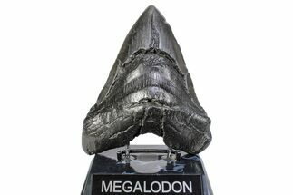 Huge Fossil Megalodon Tooth - South Carolina #283888