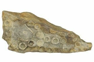 Cretaceous Fossil Urchin (Trochotiara) Plate - Morocco #283991