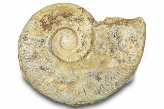 Jurassic Ammonite (Harpoceras) Fossil - England #284033