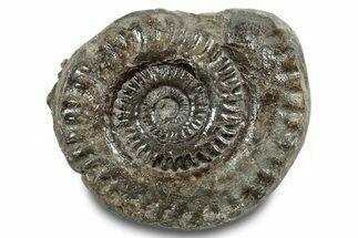 Jurassic Ammonite (Hildoceras) Fossil - England #284048