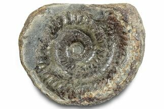Jurassic Ammonite (Hildoceras) Fossil - England #284051