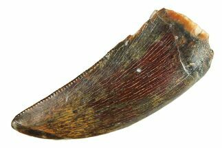 Megalosaurid Dinosaur (Afrovenator) Tooth - Niger #284067