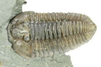 Flexicalymene Trilobite Fossil - Indiana #284141
