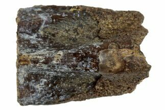 Fossil Hadrosaur (Edmontosaurus) Shed Tooth - Wyoming #284168