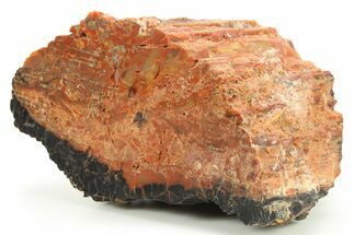 Polished Petrified Wood (Araucarioxylon) - Arizona #284313