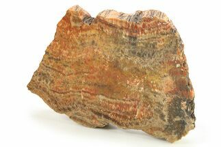 Polished Petrified Wood (Araucarioxylon) - Arizona #284340