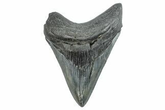 Serrated, Fossil Megalodon Tooth - South Carolina #284239