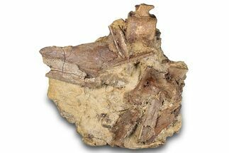 Dinosaur Tendons and Bones in Sandstone - Wyoming #284361