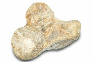 Fossil Mosasaur (Halisaurus) Dorsal Vertebra - Texas #284478