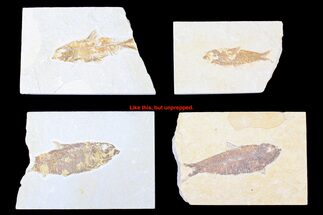 Lot: Unprepped Green River Fossil Fish - Pieces #284512