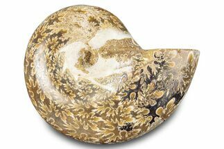 Jurassic Ammonite (Phylloceras) Fossil - Madagascar #283385