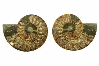 Cut & Polished, Crystal-Filled Ammonite Fossil - Madagascar #283393