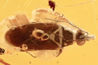 Fossil Minute Pirate Bug (Lyctocorinae) In Baltic Amber #284596