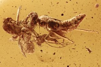 Fossil Spider, Leafhopper, Centipede, and True Midge in Baltic Amber #284627