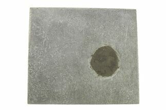 Balambala Iron Meteorite Slice ( g) - Rare IIF Iron #284613
