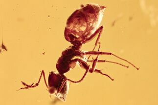 Fossil Ant (Formicidae) and Mite (Acari) In Baltic Amber #284631