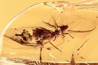 Fossil Planthopper and Winged Aphid In Baltic Amber #284640