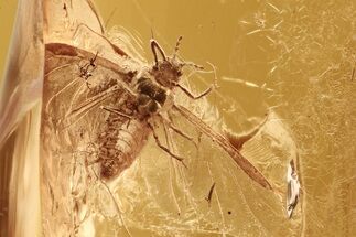Fossil Winged Aphid (Hemiptera) In Baltic Amber #284666