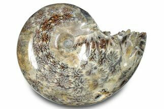 Polished Ammonite (Phylloceras) Fossil - Madagascar #283493