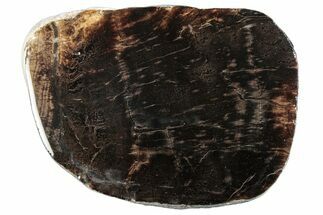 Jurassic Purbeck Fossil Wood Slab - Dorset, England #284998