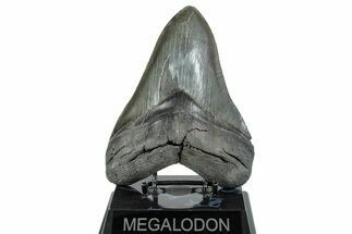 Serrated, Fossil Megalodon Tooth - South Carolina #285004