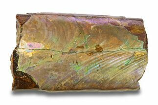 Iridescent Fossil Cephalopod (Baculites) Section - South Dakota #285094