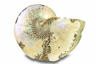 Purple Flash Fossil Ammonite (Sphenodiscus) - South Dakota #285102