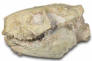 Fossil Oreodont (Merycoidodon) Skull - South Dakota #285130