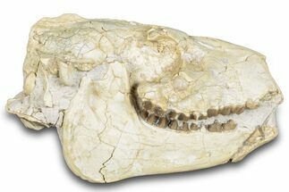 Fossil Oreodont (Merycoidodon) Skull - South Dakota #285131