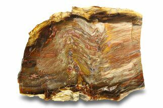 Colorful, Polished Petrified Wood Slab - Cherry Creek, NV #285142