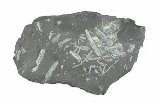 Fossil Graptolite (Didymograptus) Cluster - Wales #284954