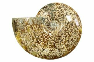 Polished Ammonite (Cleoniceras) Fossil - Madagascar #283426