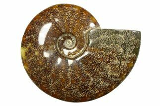 Polished Ammonite (Cleoniceras) Fossil - Madagascar #283430