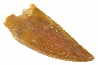 Serrated, Raptor Tooth - Real Dinosaur Tooth #285153