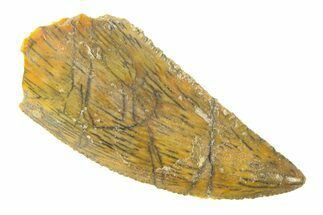 Serrated, Raptor Tooth - Real Dinosaur Tooth #285174