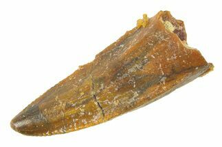 Serrated, Raptor Premaxillary Tooth - Real Dinosaur Tooth #285176
