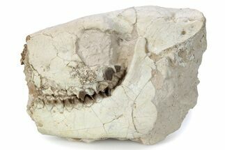 Fossil Oreodont (Merycoidodon) Partial Skull - South Dakota #285660