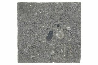 Polished Mesosiderite Meteorite Slice ( g) - NWA #286238